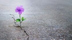 SAVANT Nichts ist unmöglich lila blume waechst aus asphalt