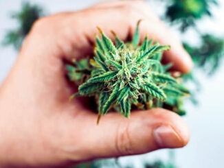 Spitze einer cannabis Pflanze