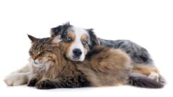 Telepathie mit Tieren 3 Tipps  hund katze kuscheln freunde