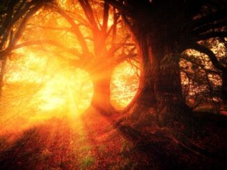 Sonnenstrahlen die mystisch in den Wald scheinen