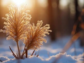 Wintersonnenwende Natur im Schnee