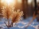 Wintersonnenwende Natur im Schnee