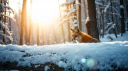 Winterlandschaft Fuchs