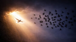 Die spirituelle Kraft der Sprache Taube im Licht