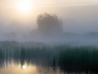Morgenstimmung im Schilf