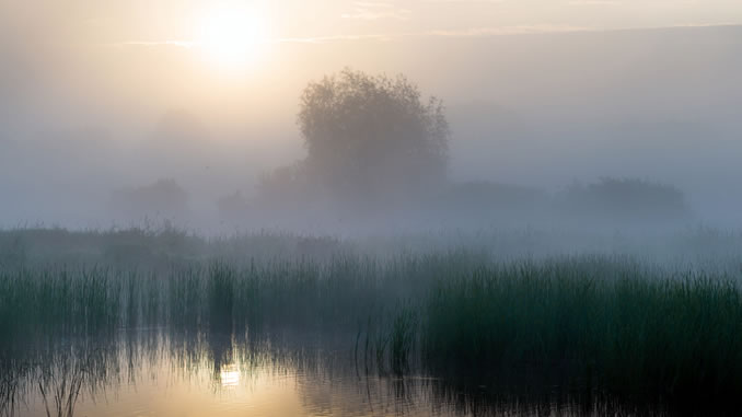 Morgenstimmung im Schilf